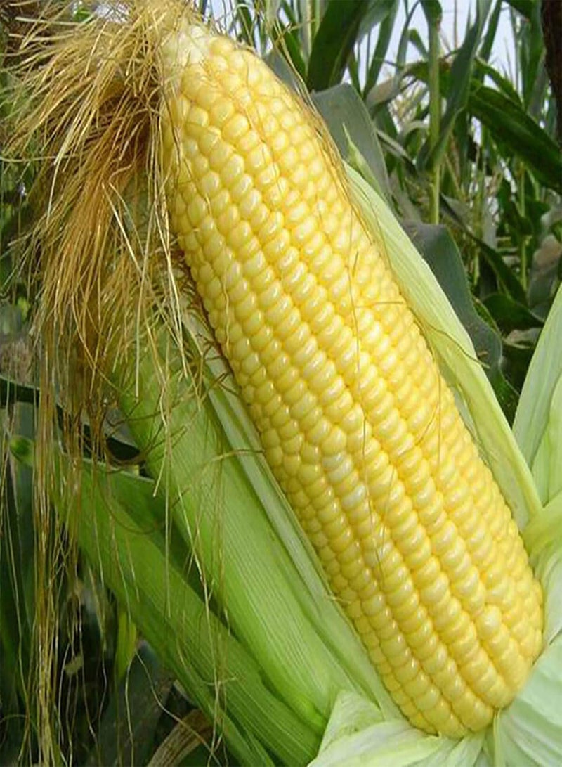 GGOOT Plant Seeds Flower Seeds40Pcs/Bag Corn Seeds Natural Dietary Fiber Yellow Home Garden Vegetable Seedlings for Yard Garden Seedlings for Food - Image 1