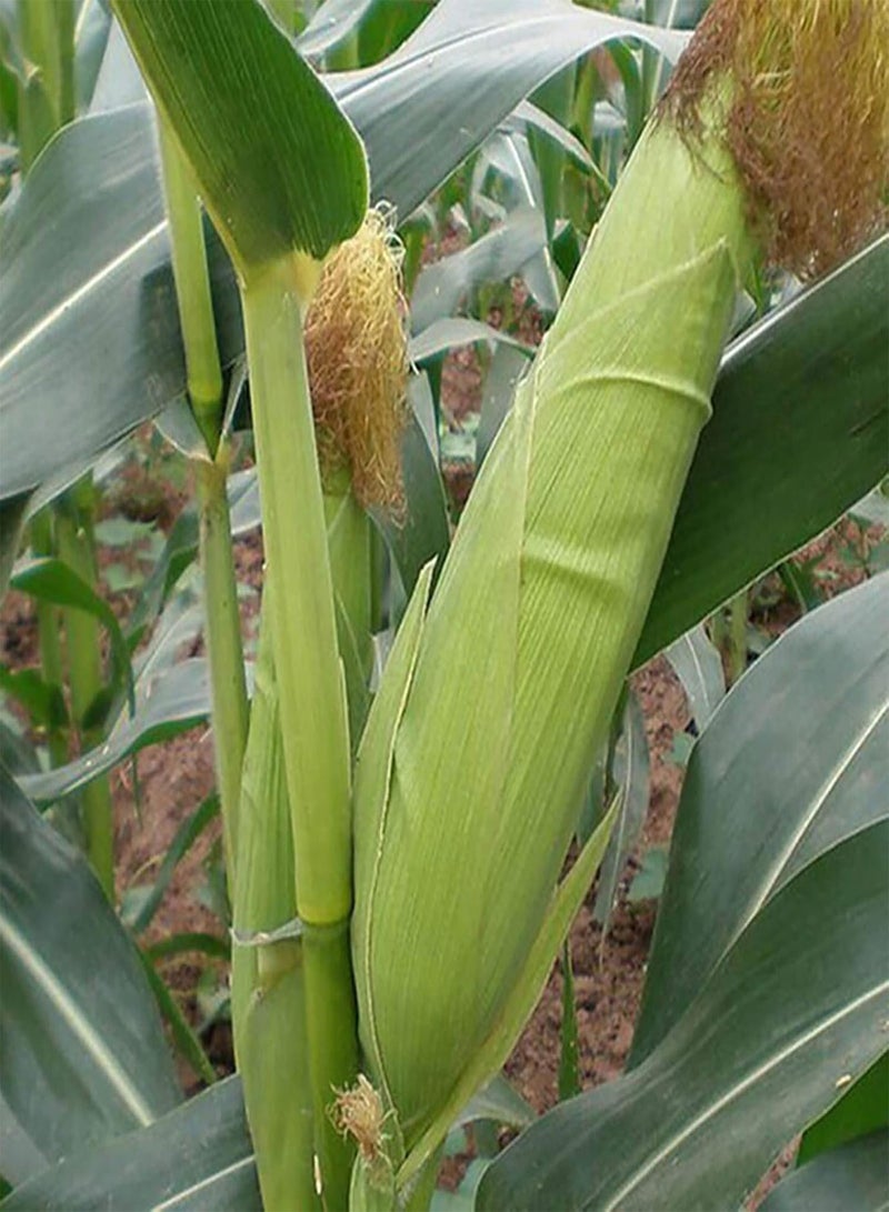 GGOOT Plant Seeds Flower Seeds40Pcs/Bag Corn Seeds Natural Dietary Fiber Yellow Home Garden Vegetable Seedlings for Yard Garden Seedlings for Food - Image 3