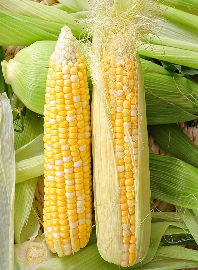 GGOOT Plant Seeds Flower Seeds40Pcs/Bag Corn Seeds Natural Dietary Fiber Yellow Home Garden Vegetable Seedlings for Yard Garden Seedlings for Food - Image 4