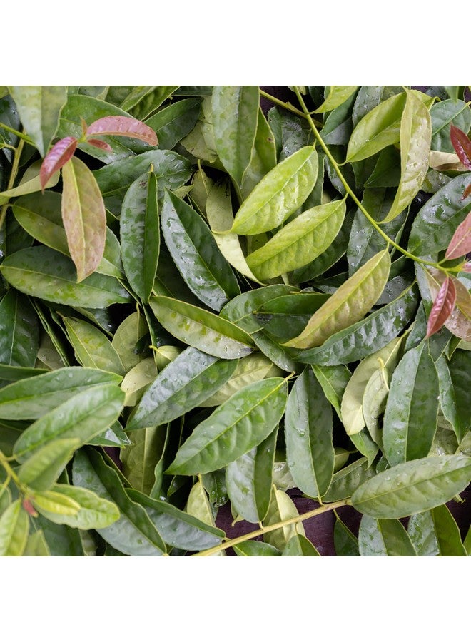 Herb Pharm USDA Organic Nootropic Guayusa Capsules | Brain Supplements for Focus, Herbal Nootropic & Energy Support| 60 Vegan Capsules, 30 Day Supply* - Image 3