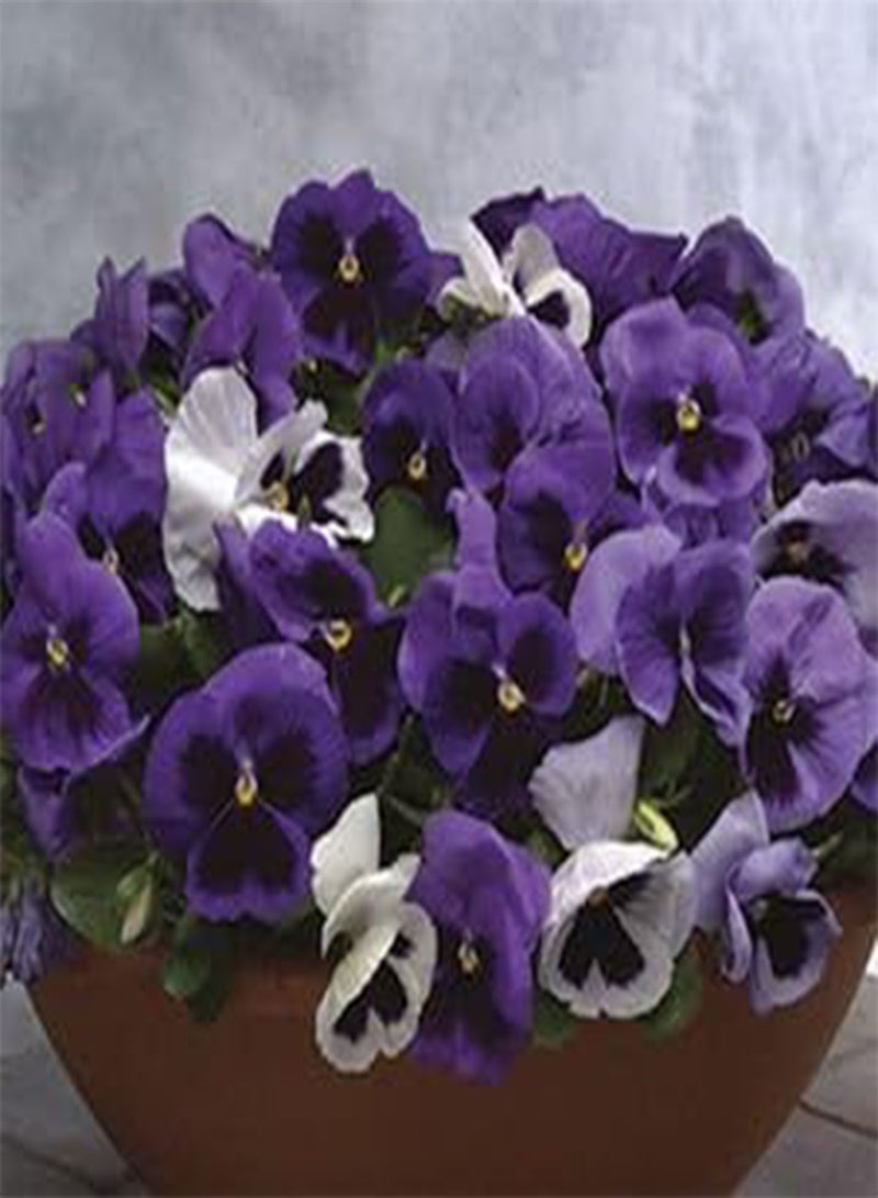 GGOOT Pansy Majestic Giant II Ocean 100 Seeds