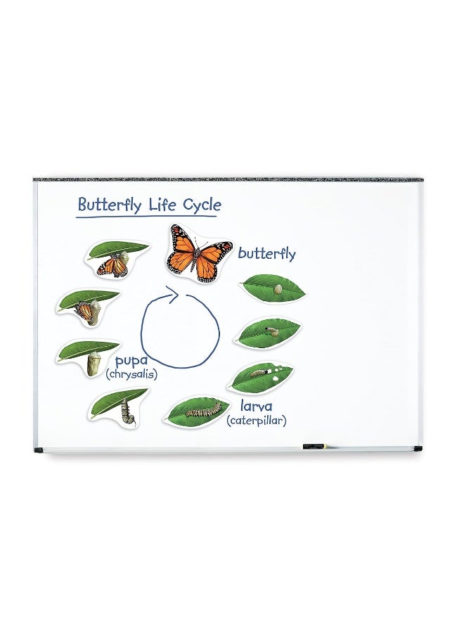Learning Resources Learning Resources Butterfly Life Cycle 9 Write and Wipe Pieces Classroom Accessories Teaching Aids - Image 3