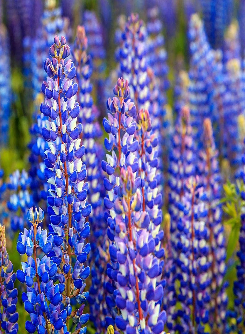 GGOOT seeds Green Garden Flower Plants 100Pcs/Bag Lupine Seeds Natural Large Water Demand Purple Flower Eco Friendly Lupine Seeds for Window   Lupine Seeds - Image 1