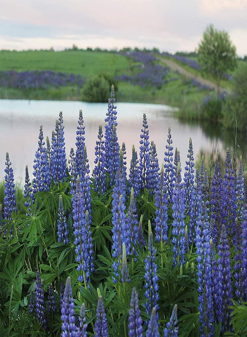 GGOOT seeds Green Garden Flower Plants 100Pcs/Bag Lupine Seeds Natural Large Water Demand Purple Flower Eco Friendly Lupine Seeds for Window   Lupine Seeds - Image 4