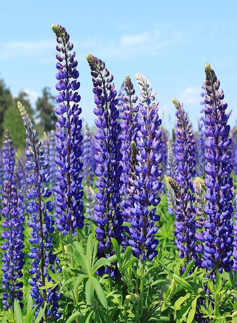 GGOOT seeds Green Garden Flower Plants 100Pcs/Bag Lupine Seeds Natural Large Water Demand Purple Flower Eco Friendly Lupine Seeds for Window   Lupine Seeds - Image 2