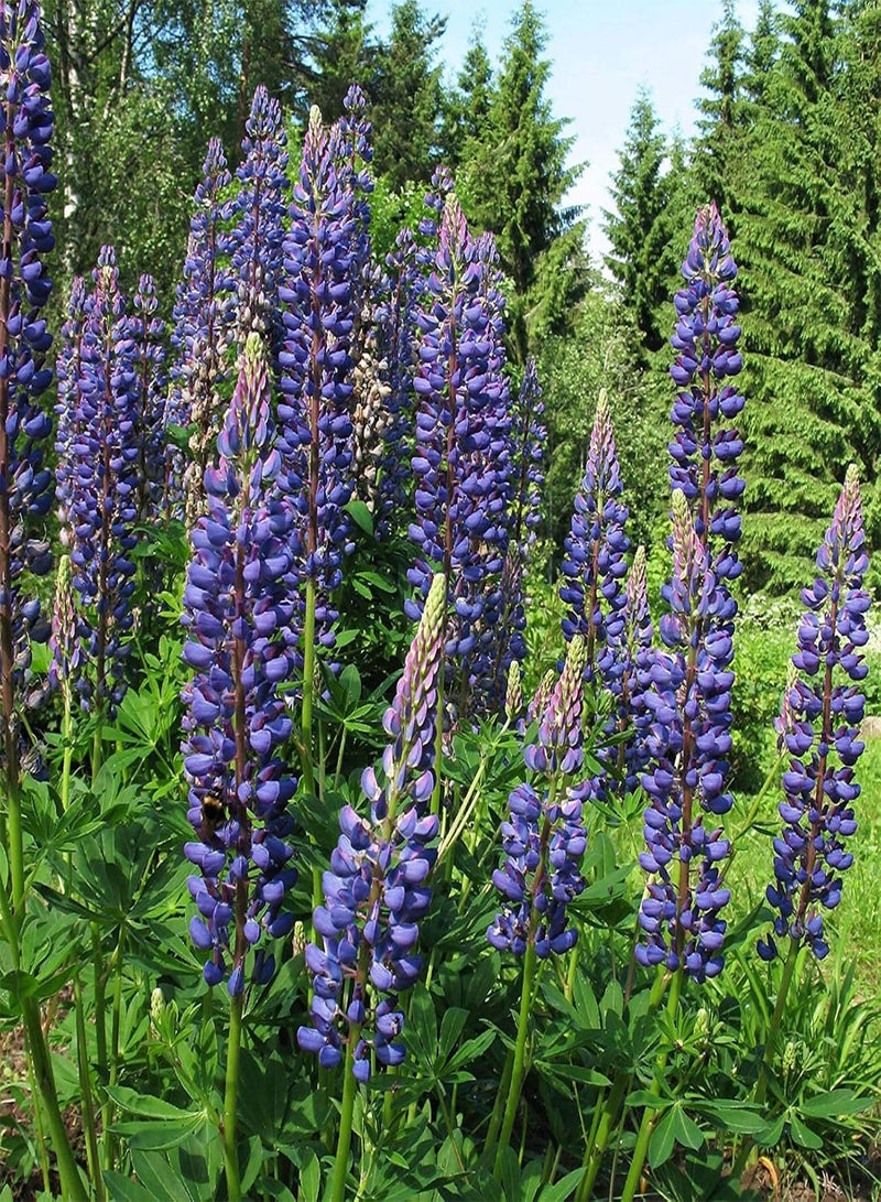 GGOOT seeds Green Garden Flower Plants 100Pcs/Bag Lupine Seeds Natural Large Water Demand Purple Flower Eco Friendly Lupine Seeds for Window   Lupine Seeds - Image 3