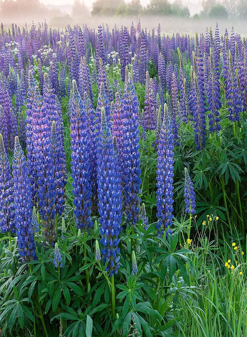 GGOOT seeds Green Garden Flower Plants 100Pcs/Bag Lupine Seeds Natural Large Water Demand Purple Flower Eco Friendly Lupine Seeds for Window   Lupine Seeds - Image 5