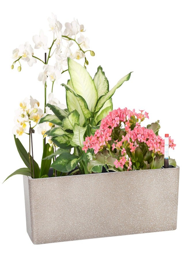 GardenBasix Elongated Self Watering Planter Pots Window Box 5.5 x 16 inch with Coconut Coir Soil Indoor Home Garden Modern Decorative Planter Pot for All House Plants Flowers Herbs (Coffee,1-Pack) - Image 1