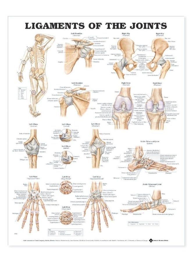 رسم تشريحي للأربطة في المفاصل - Image 2