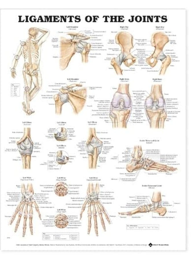 رسم تشريحي للأربطة في المفاصل - Image 1
