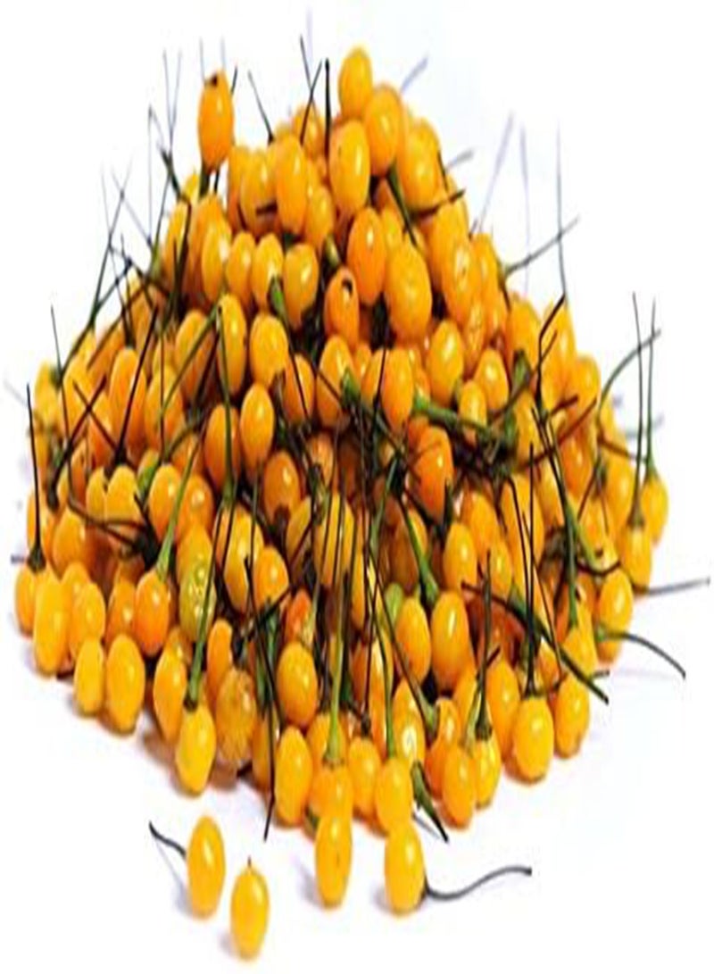 جي جوت أجي شارابيتا، حار، 25 بذرة، كرات نارية صفراء صغيرة! - Image 3