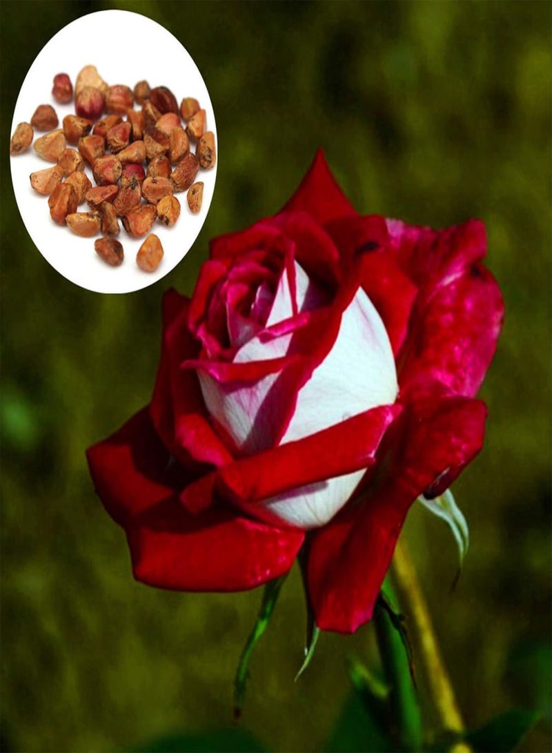 GGOOT Green Plants,20Pcs Rare Red & White Osiria Ruby Rose Flower Seeds Home Garden Plant Gift - Image 2