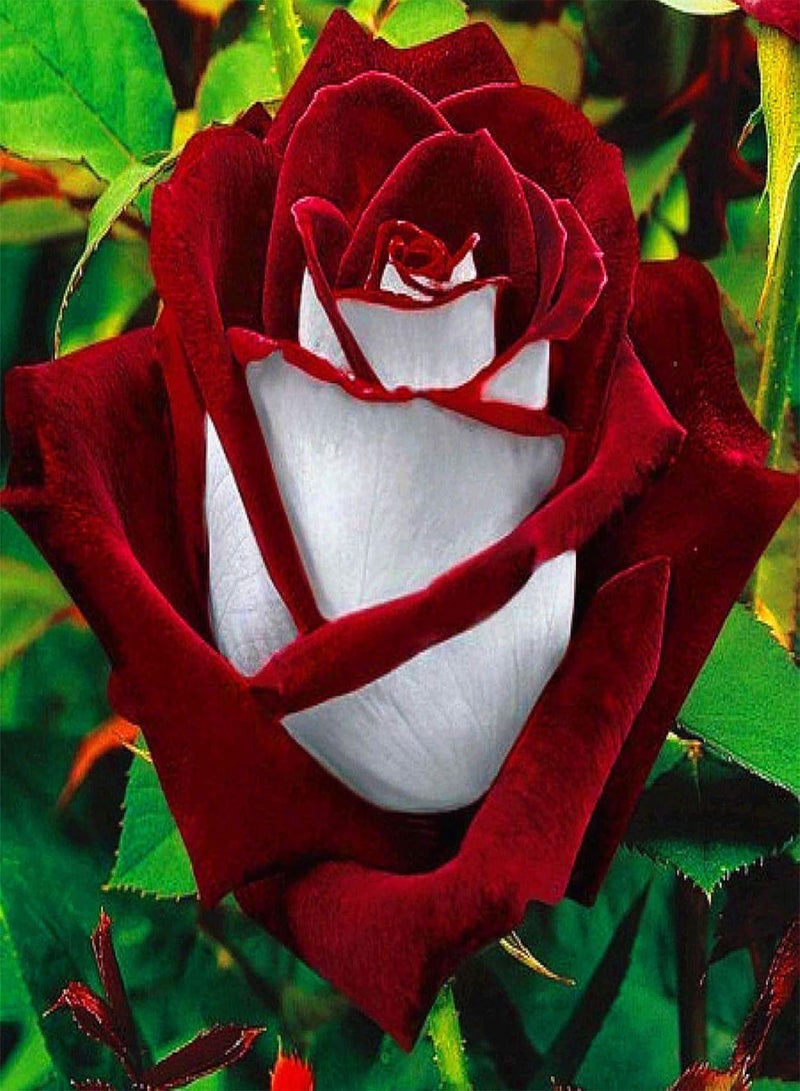 GGOOT Green Plants,20Pcs Rare Red & White Osiria Ruby Rose Flower Seeds Home Garden Plant Gift - Image 1