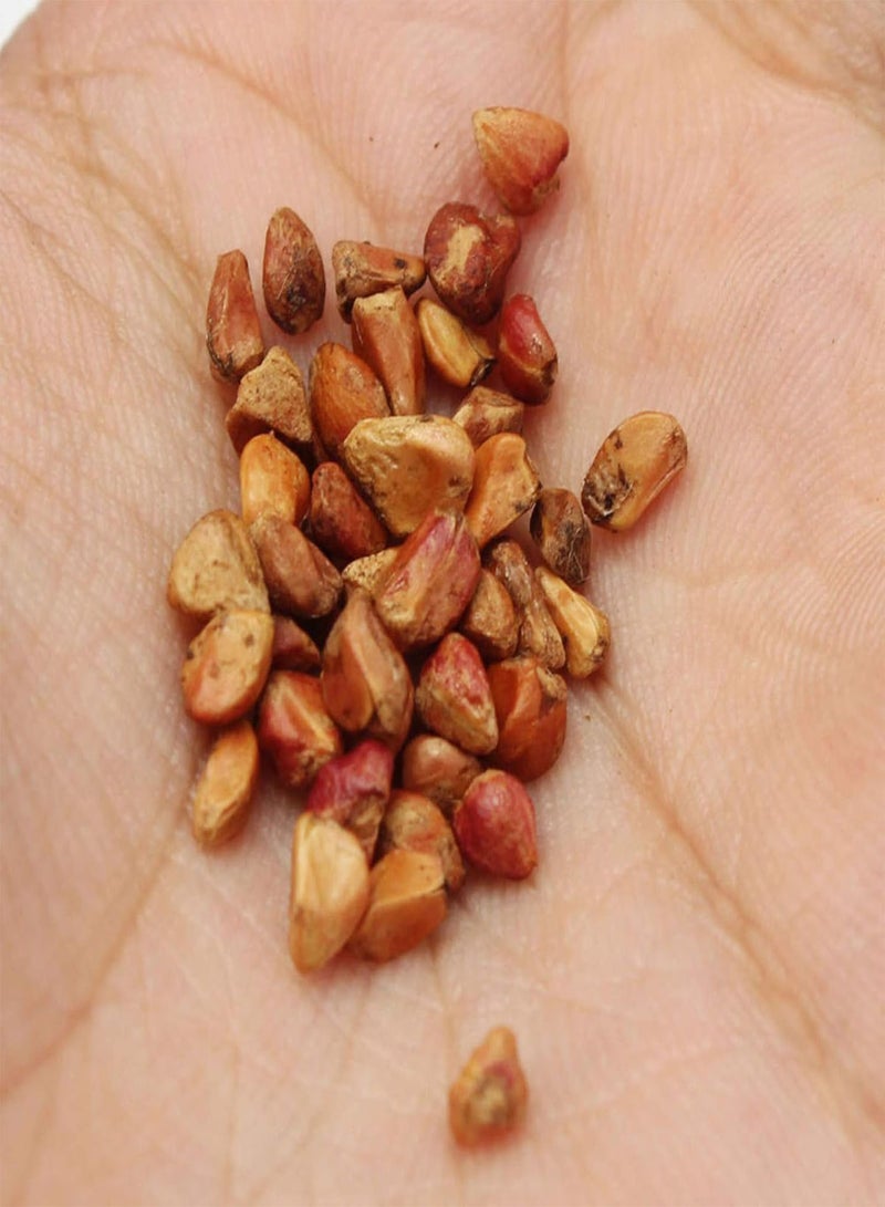 GGOOT Green Plants,20Pcs Rare Red & White Osiria Ruby Rose Flower Seeds Home Garden Plant Gift - Image 5