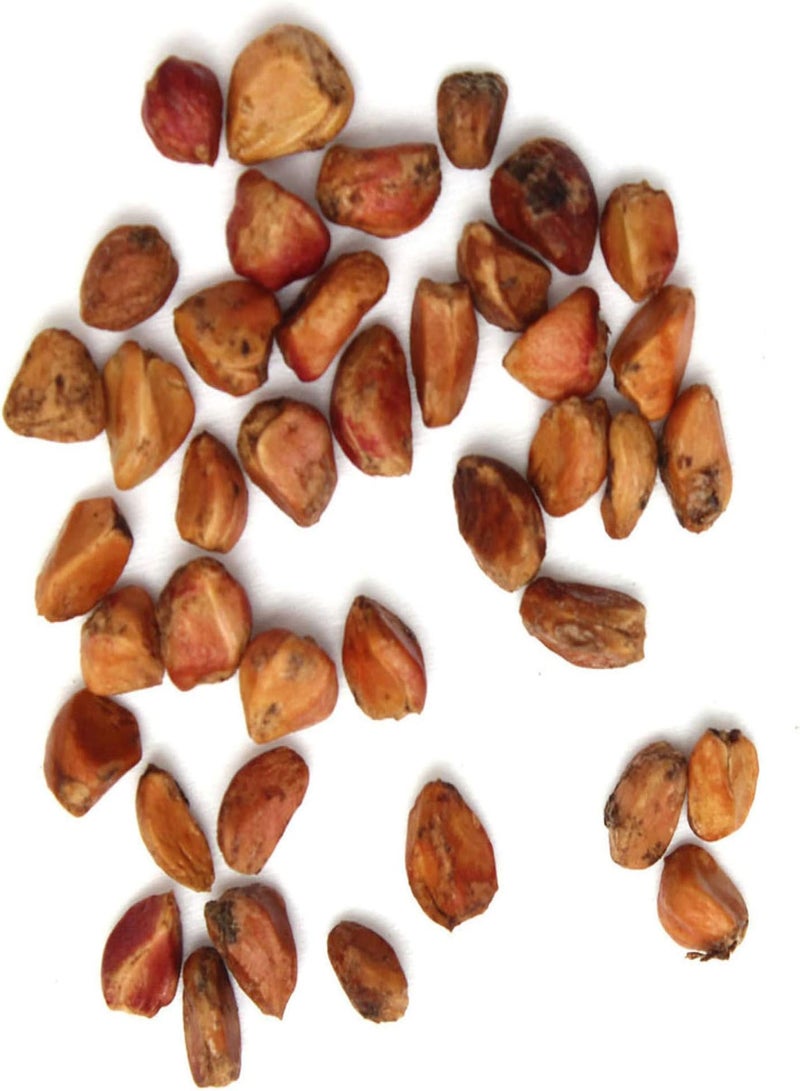 GGOOT Green Plants,20Pcs Rare Red & White Osiria Ruby Rose Flower Seeds Home Garden Plant Gift - Image 4