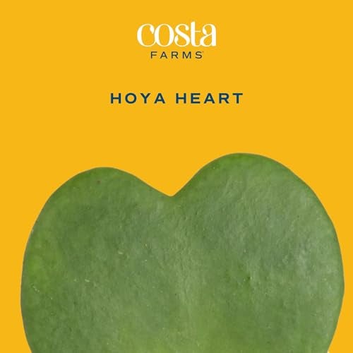 Costa Farms Hoya Heart Live Plant in Decorative Pot, Easy to Maintain Succulent Indoor Houseplant, Perfect for Home, Room, or Office Decor, Great House Warming or Birthday Gift, 5 Inches Tall - Image 3