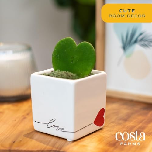 Costa Farms Hoya Heart Live Plant in Decorative Pot, Easy to Maintain Succulent Indoor Houseplant, Perfect for Home, Room, or Office Decor, Great House Warming or Birthday Gift, 5 Inches Tall - Image 2