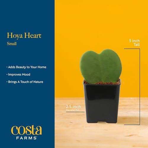 Costa Farms Hoya Heart Live Plant in Decorative Pot, Easy to Maintain Succulent Indoor Houseplant, Perfect for Home, Room, or Office Decor, Great House Warming or Birthday Gift, 5 Inches Tall - Image 4