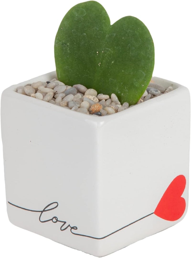 Costa Farms Hoya Heart Live Plant in Decorative Pot, Easy to Maintain Succulent Indoor Houseplant, Perfect for Home, Room, or Office Decor, Great House Warming or Birthday Gift, 5 Inches Tall - Image 1