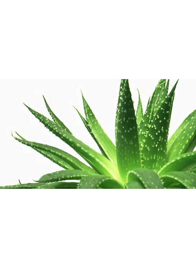 Green Leaf - Anti-Aging Aloe Vera Gel (120 G) Pack Of 2 - Image 1