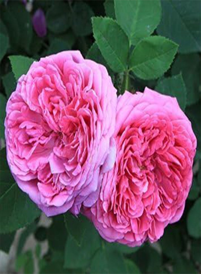 GGOOT by DUBU 50 Seeds Heirloom Pink Damask Rose Bush Flower Seeds