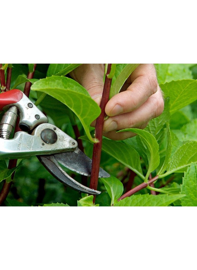 Agriculture Rooting Hormone ROOTEX-4 for propagation of plants from stems and cuttings