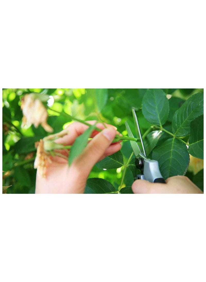 Agriculture Rooting Hormone ROOTEX-4 for propagation of plants from stems and cuttings