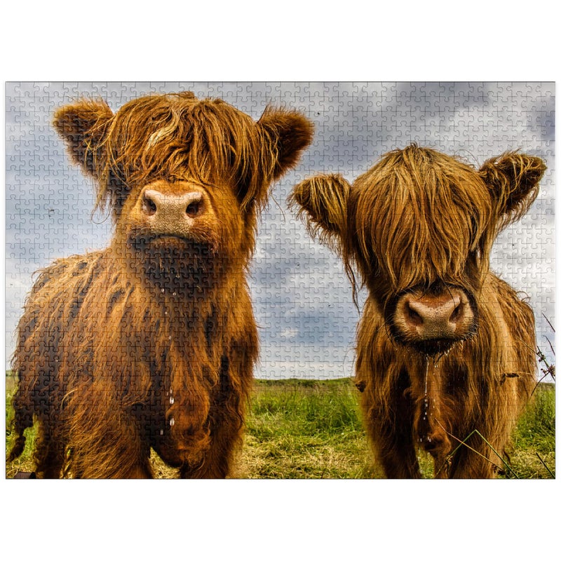 MyPuzzle Two Highland Cows Premium 1000 Piece Jigsaw Puzzle for Adults