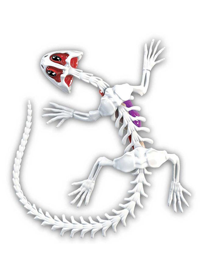 Slimy - Dissect It Simulated Synthetic Lab Dissection Kit Salamander - Image 1