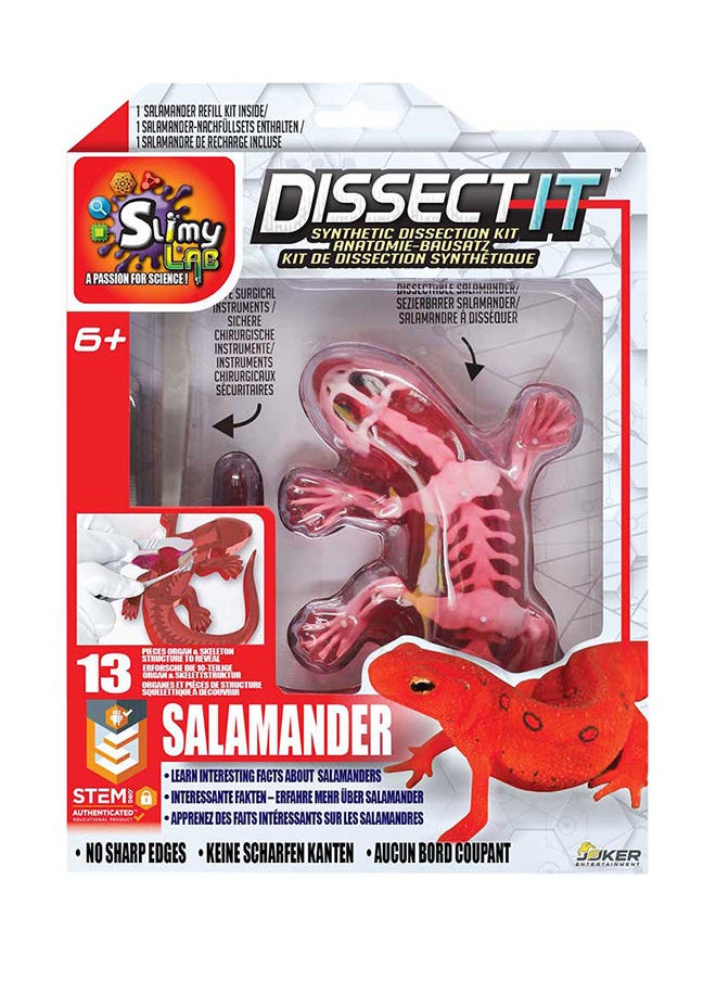 Slimy - Dissect It Simulated Synthetic Lab Dissection Kit Salamander - Image 1