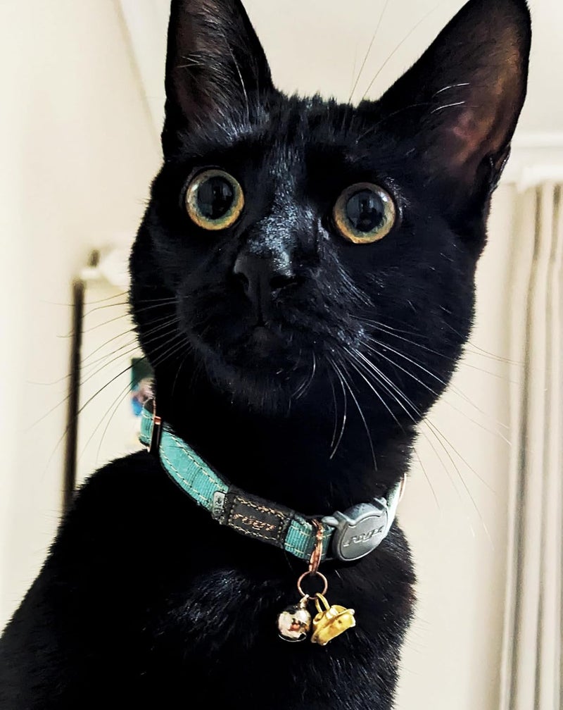 Rogz URBAN Cat Collar Turquoise Moon with break-away safety buckle - Image 3