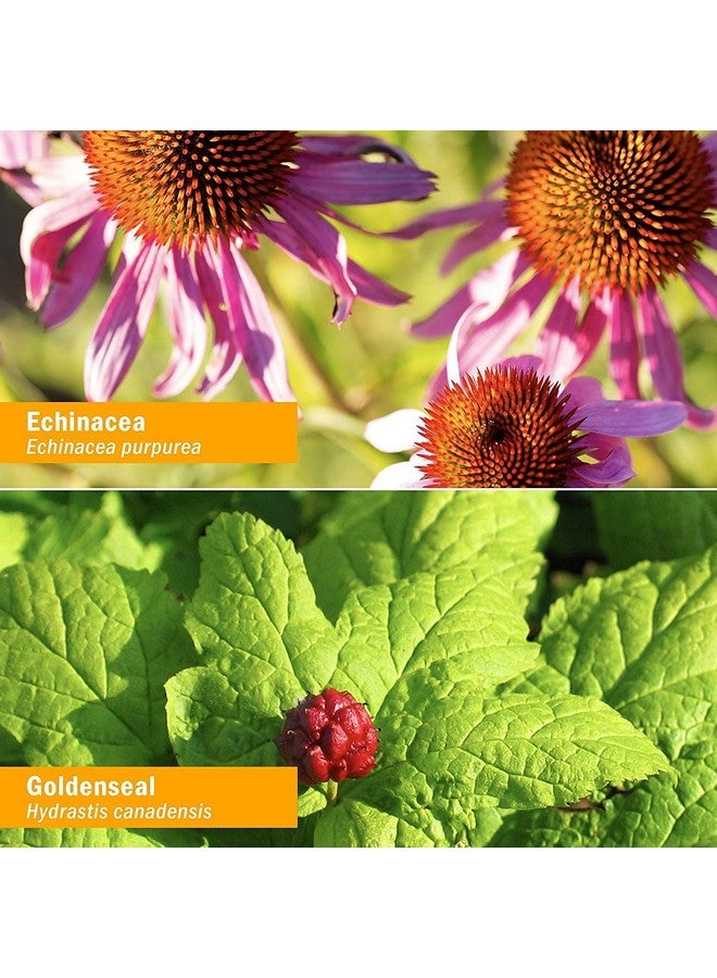 Herb Pharm Organic Rapid Immune Boost: Fast-Absorbing Tincture for Adults, Echinacea Tincture with Goldenseal, Ginger Extract & Elderberry, Immune Support Supplement & Wellness Aid, 1 Oz - Image 2