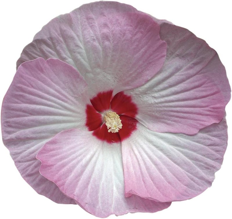 Burpee Pink Swirl Hibiscus Seeds 15 seeds - Image 1