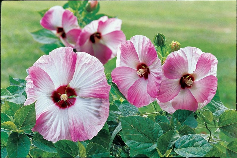 Burpee Pink Swirl Hibiscus Seeds 15 seeds - Image 3