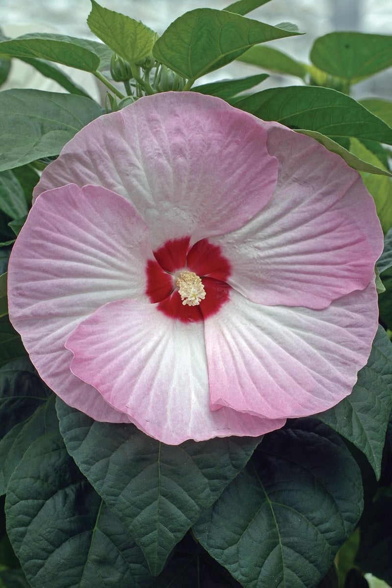 Burpee Pink Swirl Hibiscus Seeds 15 seeds - Image 2
