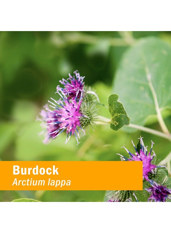 Herb Pharm Burdock Blend Liquid Extract to Support Cleansing & Detoxifying - 4 Ounce - Image 2