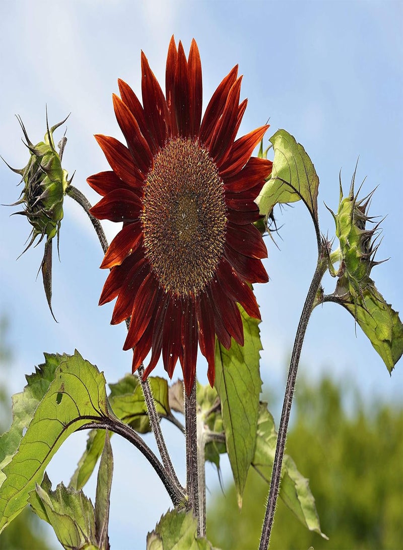 GGOOT Outdoor Garden Rare Helianthus 20+ Red Sunflower Seeds Annual Bloom Plant