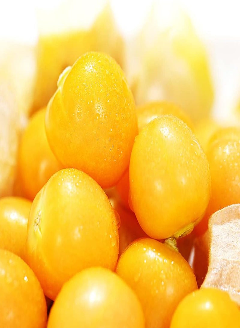 جي جوت 200 قطعة من بذور فيزاليس بيروفيانا، ثمار صفراء صغيرة مستديرة لزراعة الفناء والشرفة، ديكور حديقة جميل يحبه البستانيون - Image 1