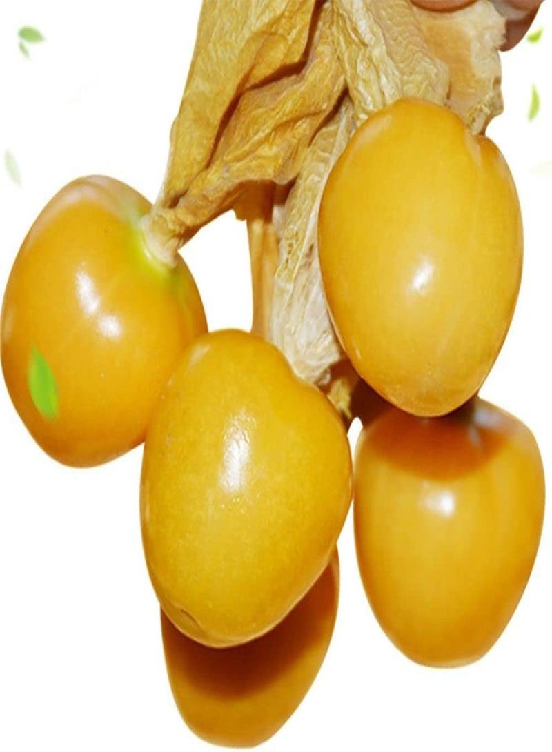 جي جوت 200 قطعة من بذور فيزاليس بيروفيانا، ثمار صفراء صغيرة مستديرة لزراعة الفناء والشرفة، ديكور حديقة جميل يحبه البستانيون - Image 2