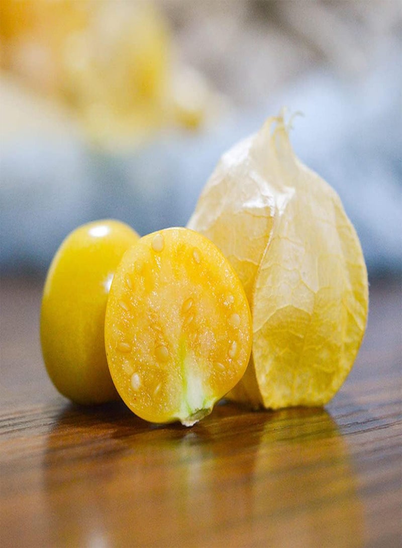 جي جوت 200 قطعة من بذور فيزاليس بيروفيانا، ثمار صفراء صغيرة مستديرة لزراعة الفناء والشرفة، ديكور حديقة جميل يحبه البستانيون - Image 3