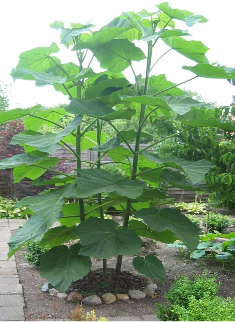 GGOOT Kiri Princess Empress Foxglove, Paulownia Tomentosa by Heavy Torch,10 Seeds  - Image 1