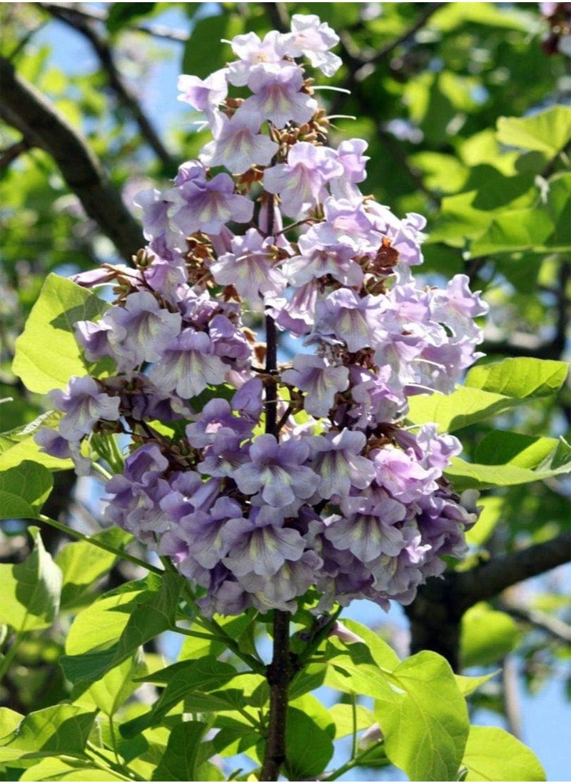 GGOOT Kiri Princess Empress Foxglove, Paulownia Tomentosa by Heavy Torch,10 Seeds  - Image 2