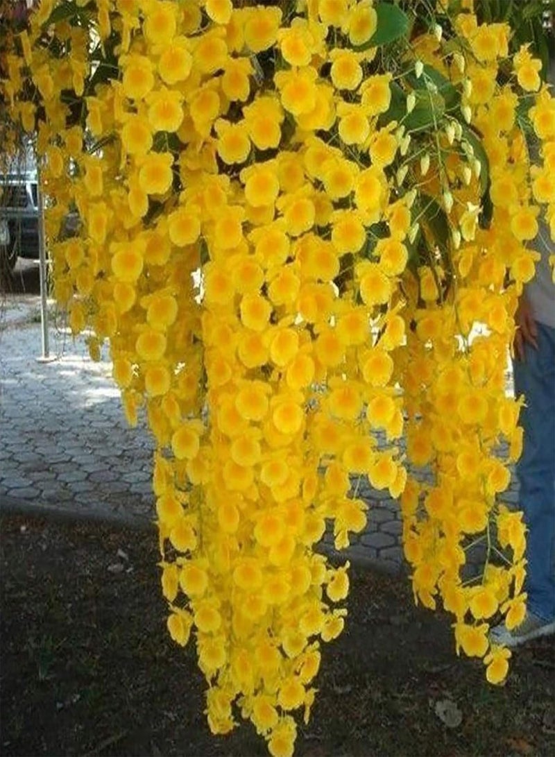 جي جوت بذور خضراء، آمنة وغير ضارة وغير معدلة وراثيًا، 100 قطعة/كيس من بذور الديندروبيوم سهلة الزراعة لتخفيف السعال، نباتات غير معدلة وراثيًا صديقة للبيئة للحديقة - بذور - Image 2