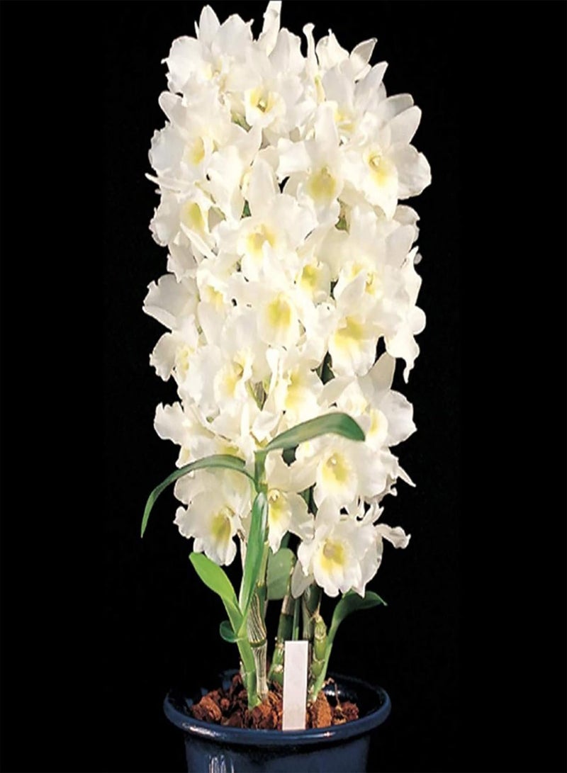 جي جوت بذور خضراء، آمنة وغير ضارة وغير معدلة وراثيًا، 100 قطعة/كيس من بذور الديندروبيوم سهلة الزراعة لتخفيف السعال، نباتات غير معدلة وراثيًا صديقة للبيئة للحديقة - بذور - Image 4