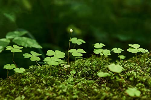 Ficoszo 10000+ White Irish Moss Seeds for Planting, Non-GMO Moss Ground Cover Plant Creeping White Flower Green Carpet Clover Seed for Planting Garden Yard Lawn - Image 4