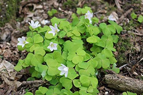 Ficoszo 10000+ White Irish Moss Seeds for Planting, Non-GMO Moss Ground Cover Plant Creeping White Flower Green Carpet Clover Seed for Planting Garden Yard Lawn - Image 2