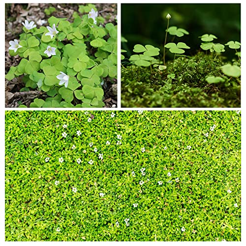 Ficoszo 10000+ White Irish Moss Seeds for Planting, Non-GMO Moss Ground Cover Plant Creeping White Flower Green Carpet Clover Seed for Planting Garden Yard Lawn - Image 1