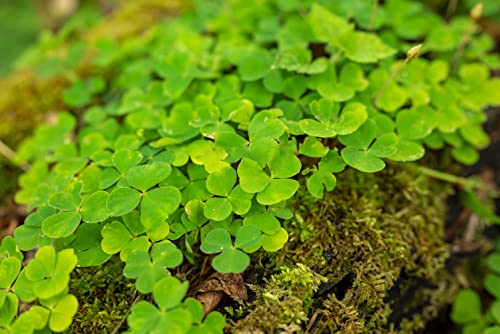 Ficoszo 10000+ White Irish Moss Seeds for Planting, Non-GMO Moss Ground Cover Plant Creeping White Flower Green Carpet Clover Seed for Planting Garden Yard Lawn - Image 5