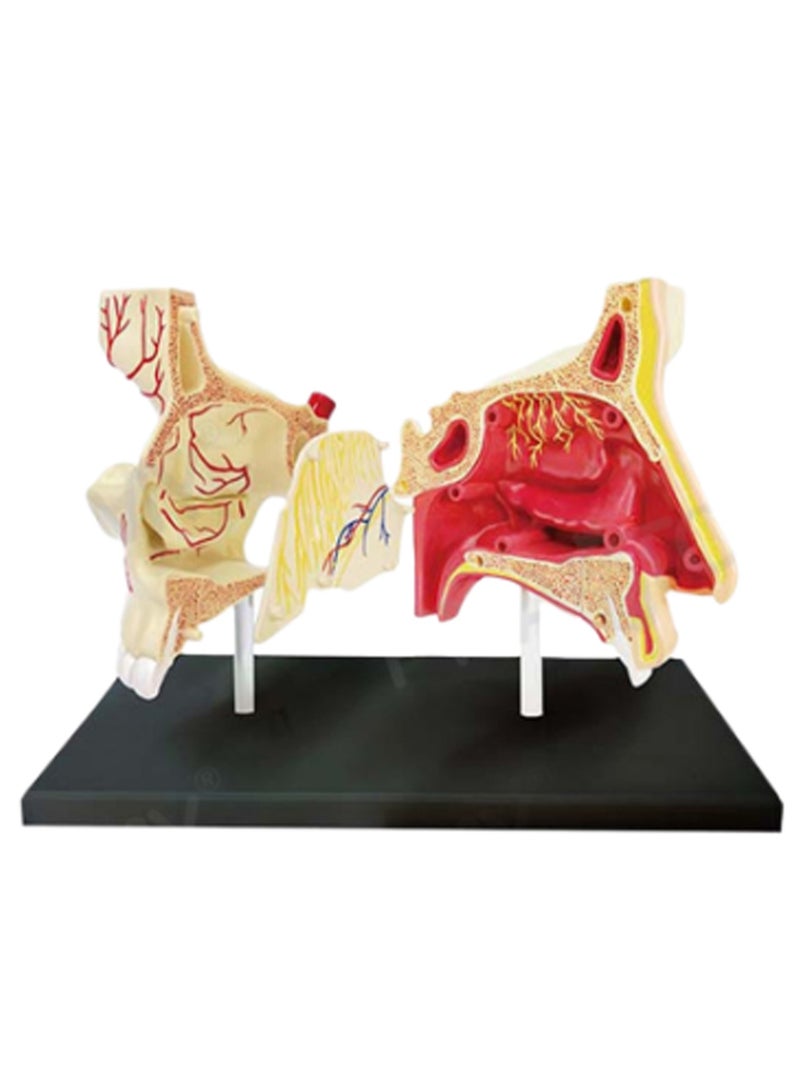 4d Nasal Cavity Model Making. Human Body Assembly For Kids. Torso With Removable Parts. Medical Education Science Set For Preschool And School - Image 1