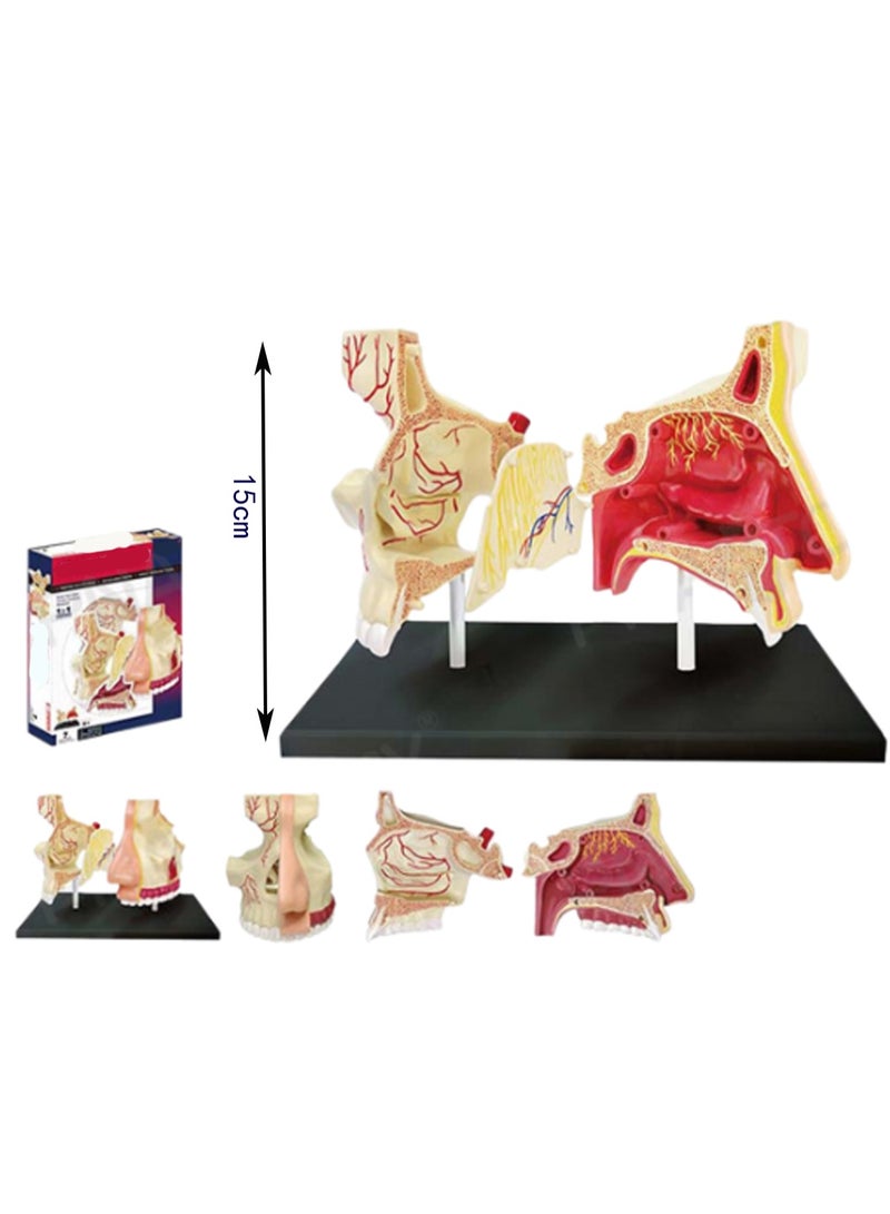 4d Nasal Cavity Model Making. Human Body Assembly For Kids. Torso With Removable Parts. Medical Education Science Set For Preschool And School - Image 2